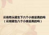 云南有头猪生下六个小孩是真的吗（云南猪生八个小孩是真的吗）