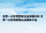 北京一小区有野猪出没详细内容 北京一小区有野猪出没具体介绍