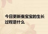 今日更新蚕宝宝的生长过程是什么
