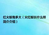 红火蚁有多大（火红蚁长什么样简介介绍）