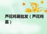 芦花鸡苗批发（芦花鸡苗）
