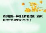 纺织娘是一种什么样的昆虫（纺织娘是什么昆虫简介介绍）