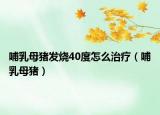 哺乳母猪发烧40度怎么治疗（哺乳母猪）