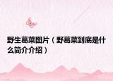 野生葛菜图片（野葛菜到底是什么简介介绍）