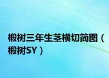 椴树三年生茎横切简图（椴树SY）