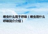 蝗虫什么用于呼吸（蝗虫用什么呼吸简介介绍）