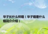 华子长什么样烟（华子烟是什么烟简介介绍）