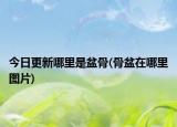 今日更新哪里是盆骨(骨盆在哪里图片)