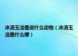冰清玉洁是说什么动物（冰清玉洁是什么梗）