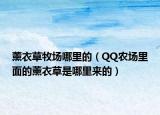 薰衣草牧场哪里的（QQ农场里面的薰衣草是哪里来的）