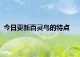 今日更新百灵鸟的特点