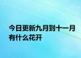 今日更新九月到十一月有什么花开