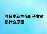 今日更新兰花叶子发黄是什么原因