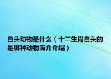 白头动物是什么（十二生肖白头的是哪种动物简介介绍）