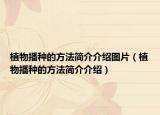 植物播种的方法简介介绍图片（植物播种的方法简介介绍）