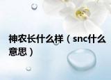 神农长什么样（snc什么意思）