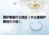 摄护腺是什么部位（什么是摄护腺简介介绍）