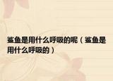 鲨鱼是用什么呼吸的呢（鲨鱼是用什么呼吸的）