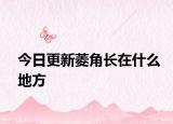 今日更新菱角长在什么地方