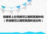 锦鲤患上白毛病可以用阿莫西林吗（养锦鲤可以用阿莫西林消炎吗）