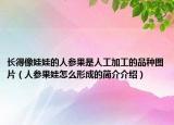 长得像娃娃的人参果是人工加工的品种图片（人参果娃怎么形成的简介介绍）