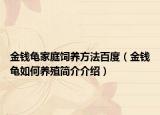 金钱龟家庭饲养方法百度（金钱龟如何养殖简介介绍）