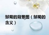 邹菊的背景图（邹菊的含义）