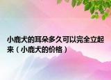 小鹿犬的耳朵多久可以完全立起来（小鹿犬的价格）