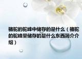 骆驼的驼峰中储存的是什么（骆驼的驼峰里储存的是什么东西简介介绍）