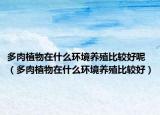 多肉植物在什么环境养殖比较好呢（多肉植物在什么环境养殖比较好）