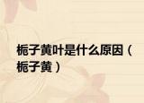 栀子黄叶是什么原因（栀子黄）