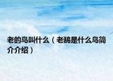 老的鸟叫什么（老鸹是什么鸟简介介绍）