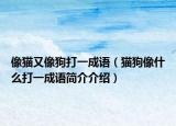 像猫又像狗打一成语（猫狗像什么打一成语简介介绍）