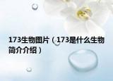 173生物图片（173是什么生物简介介绍）