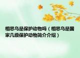 相思鸟是保护动物吗（相思鸟是国家几级保护动物简介介绍）