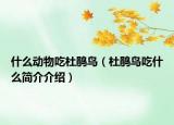 什么动物吃杜鹃鸟（杜鹃鸟吃什么简介介绍）