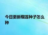 今日更新榴莲种子怎么种