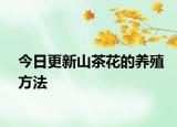 今日更新山茶花的养殖方法