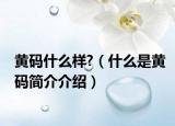 黄码什么样?（什么是黄码简介介绍）
