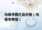 乌骨羊图片及价格（乌骨羊养殖）