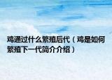 鸡通过什么繁殖后代（鸡是如何繁殖下一代简介介绍）