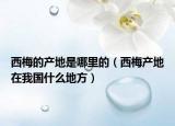 西梅的产地是哪里的（西梅产地在我国什么地方）