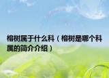 榕树属于什么科（榕树是哪个科属的简介介绍）