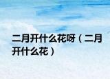 二月开什么花呀（二月开什么花）