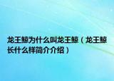 龙王鲸为什么叫龙王鲸（龙王鲸长什么样简介介绍）