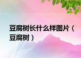 豆腐树长什么样图片（豆腐树）