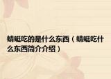 蜻蜓吃的是什么东西（蜻蜓吃什么东西简介介绍）