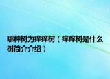 哪种树为痒痒树（痒痒树是什么树简介介绍）