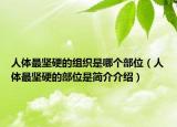 人体最坚硬的组织是哪个部位（人体最坚硬的部位是简介介绍）