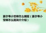 赛尔号小莹蜂怎么捕捉（赛尔号小莹蜂怎么捉简介介绍）